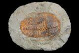 Cambrian Hamatolenus Trilobite - Tinjdad, Morocco #173254-1